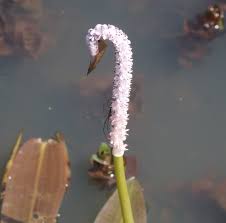 We did not find results for: Flowers Of Sri Lanka On Twitter Aponogeton Crispus Aponogetonaceae Aquatic Herb Frm Sri Lanka S India From Lakes And Ponds Submerged Leaves Linear With Wavy Edge Https T Co Jmkjo82smb