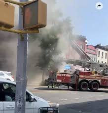 Sitting with a cat in your lap is just. Four Injured In Pet Shop Fire The Brooklyn Home Reporter