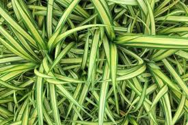 Image result for Ophiopogon