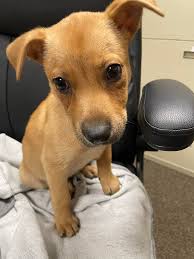 Still have a few double bred Main Street pups. Grandpups out of Main Street  Jack and Main Street Roy. Somerset Kentucky