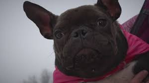 At pure michigan frenchies we love and spoil our frenchies. Dog Learns To Walk After Being Abandoned In Michigan Wzzm13 Com
