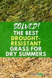 Solved The Best Drought Resistant Grass For Dry Summers Drought Resistant Grass Drought Resistant Zoysia Grass Seed