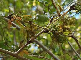 Image result for Acacia cornigera