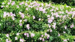 Jun 17, 2021 · the large number of flowers on this climbing vine just add to the intensity of scent it produces. Australian Native Plants Guide For Your Garden Blog Mulches More