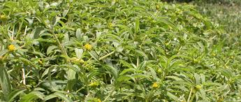 Image result for Flaveria trinervia