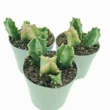 Image result for Orbea melanantha