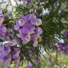 Image result for Psoralea glabra