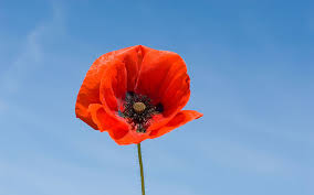 Leon bacud make no mistake, poppy is adorable and freaking weird at the same time. 14 Fascinating Facts About Poppies The Telegraph