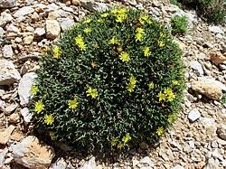 Image result for Launaea rogersii