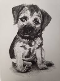 Belgian malinois pups puppies for sale. Puppy Dog Pencil Drawing Novocom Top