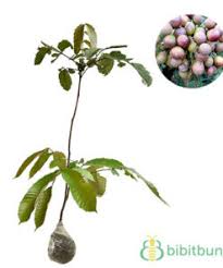 Klasifikasi ilmiah tanaman bunga kamboja ini memiliki penjelasan lebih lanjut, urutannya bisa dibaca. Tanaman Buah Zaitun