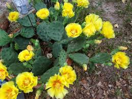 Cactus flower yellow rose of texas prickly pear photograph. Every Little Birdie The Yellow Rose Of Texas