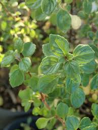Image result for Plectranthus chimanimanensis