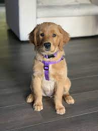 Pin On Cute Animals