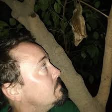 From bat-eared foxes to bats