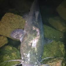 Catfish can be found in rivers and streams, lakes and ponds, underground caves and shallow saltwater areas. How Do You Catch Flathead Catfish Skyaboveus