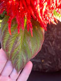 Wilting Celosia 610086 Ask Extension