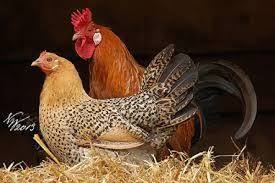 The sicilian buttercup, aka flowerbird we know originated from the island of sicily. Sicilian Buttercup Breed Facts