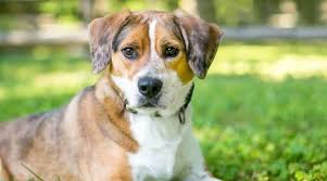 Border Collie Beagle Mix Border Beagle Breed Info