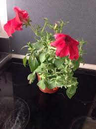 Petunia Problems Annual Plants Wilted Flowers Petunias