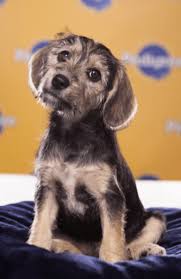 This pup is usually mixed with a miniature poodle and a miniature schnauzer, the this yorkshire terrier and miniature schnauzer mix is quite the beauty! 20 Schnauzer Mixed Breeds Bearded Four Legged Buddies