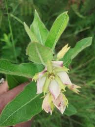 Image result for Pachycarpus lineolatus