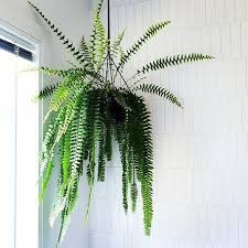 One of the best ferns for hanging baskets, the tiger fern has fascinating fronds, metallic strips over the green leaflets. Macho Fern Hanging Basket Shady Gum