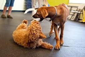 I am not your mother. Dog Play Behavior Are They Fighting Or Playing