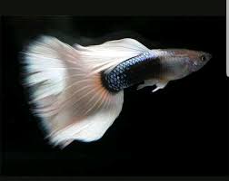I have 3 guppies living with my female betta. Pin On Guppy Fish