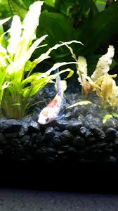 Pin On Betta Fish