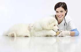 Diabetes can lead to many other. Canine Pancreatitis Diet Lovetoknow