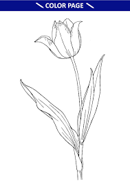 36+ tulip coloring pages for printing and coloring. Free Printable Tulip Coloring Pages For Kids Online Getatoz