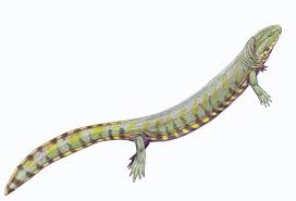 Image result for Kotschya carsonii