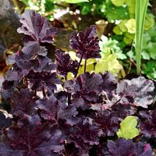 Image result for Heuchera `Midnight Rose`