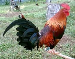 18.05.2021 · gambar ayam philipina. 8 Jenis Ayam Petarung Mulai Dari Harga Murah Sampai Mahal Indosuggest
