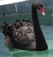 Birds Of The Same Feather Flock Together Meaning In Hindi World Bird Wednesday Black Swan With Images World Birds Black Swan Swan