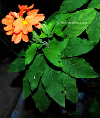 Image result for Crossandra fruticulosa