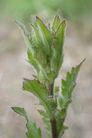 Image result for Pseudoconyza