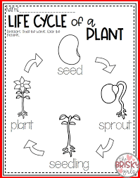 Plants All About Plants Plant Life Cycle Seed To Plant Cycle Life Plant Plants See In 2020 Plants Life Cycle Activities Life Cycles Activities Plant Life Cycle