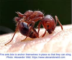 Image result for Fire Ant Sting