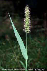 Image result for Setaria homonyma