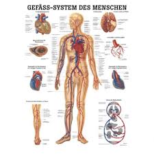 Der „tillmann macht die anatomie des menschen lebendig. Miniposter Gefass System Des Menschen