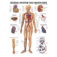 Falls es euch gefallen hat, gebt ihm ein like! Poster Gefass System Des Menschen