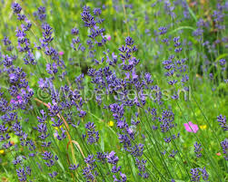 Image result for Lavandula angustifolia Vera