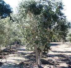 Maybe you would like to learn more about one of these? Buy Trees Olive Tree Farm