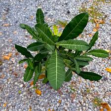 Image result for Garcinia livingstonei