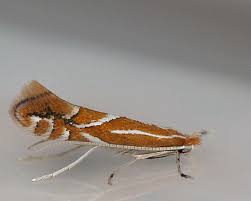 Image result for Phyllonorycter leucographellus