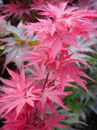 Shaina is a beautiful miniature red japanese maple. Pixie Mendocino Maples Nursery