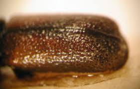 Image result for Micractis bojeri