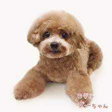 トイプードルのテディベアカット お顔と全身の激カワスタイル特集 わんわんパラダイス テディベア トイプードル プードル